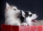 Siberian Husky Puppies Ready Now!!