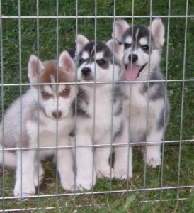 Cute and lovely male and female Siberian Husky puppies