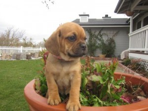 Lovely Pug Puppy for adoption