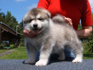 Alaskan malamute Puppies