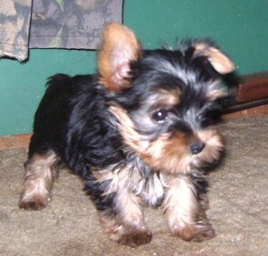 Teacup Yorkie Puppies Needs A New Home