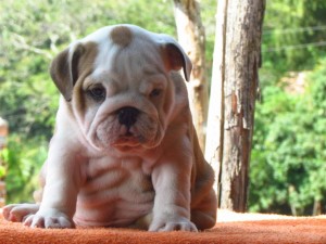 English bulldog puppies for adoption