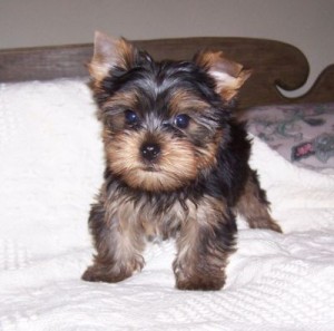 Teacup Yorkies Puppies to offer for free