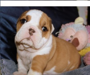 English bulldog puppies