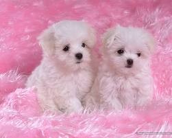 T-Cup Maltese Puppies For Adoption