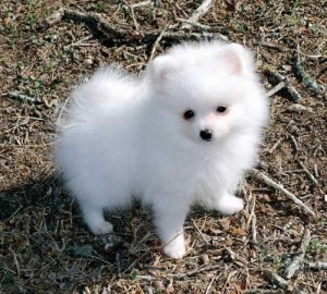 Adorable pomeranian