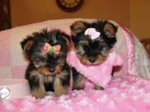 Cute Teacup Yorkie puppies for adoption