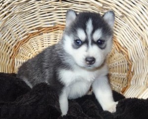 Siberian Husky for sale!