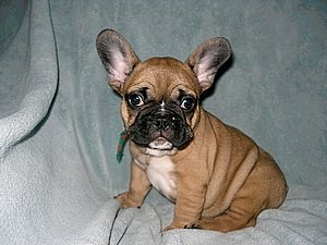 French Bulldog Puppies, 4 Left