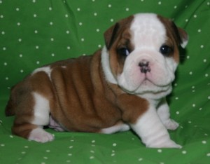 Quality Bulldog Puppies