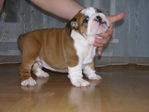 Charming  English Bulldog