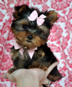 Registered Yorkie puppies available for pick up