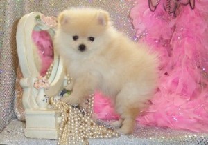 Teacup Pomeranian available