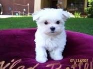 Male and female T-Cup Maltese puppies available for adoption!!