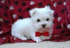 Cute Maltese Puppies