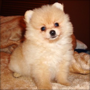 Pretty Pomeranian Puppies