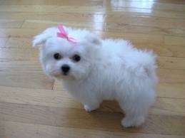 Lovely Teacup T-Cup Maltese Pupp