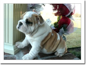 English Bulldog