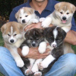 Akita puppies