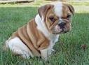 English Bulldog