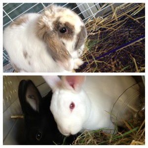 Rabbits for sale