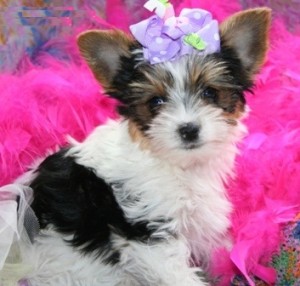 Adorable male and female Yorkie puppies seeking new homes