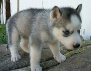 Cute Siberian Husky puppies are family raised and well socialized!