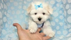 Adorable Maltese Puppies