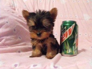 Yorkie puppies