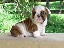 Male English Bulldog puppy