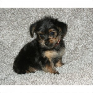 BEATIFUL MORKIE FEMALE