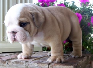 English Bulldog