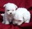 Purebreed Malteses Puppies