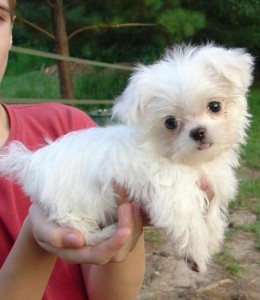 Maltese Pups