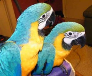 Young Blue and Gold Macaw