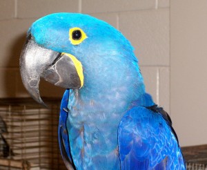 Tamed Hyacinth Macaw Parrots