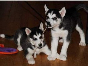 Siberian Huskies