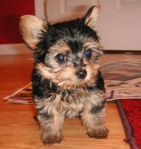 Yorkie puppies available