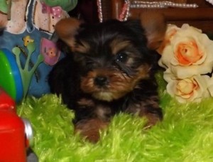 Yorkie puppies