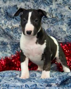 Bull Terrier Puppies  Purebred