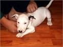 Charming Bull Terrier Puppies