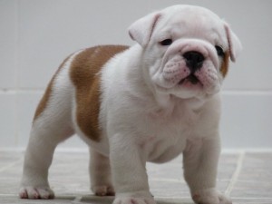 English bulldogs available