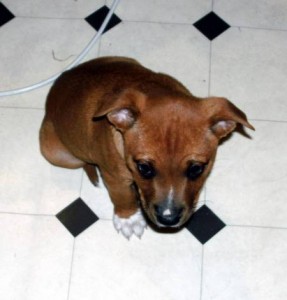 Cute Staffy Dog Puppy