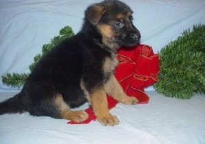 German Shepherd