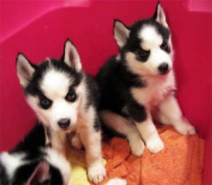 Litter of Blue Eyes Siberian Husky puppies( Boys and girl )