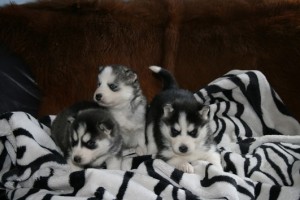 Pure Bred And Healthy Siberian Husky Puppies