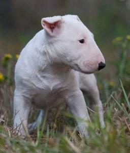 Quality Bull Terrier pups