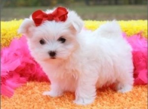 Cute Maltese Pups