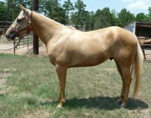 Palomino Horses