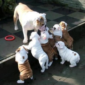 English Bulldog Puppies for Re-homing